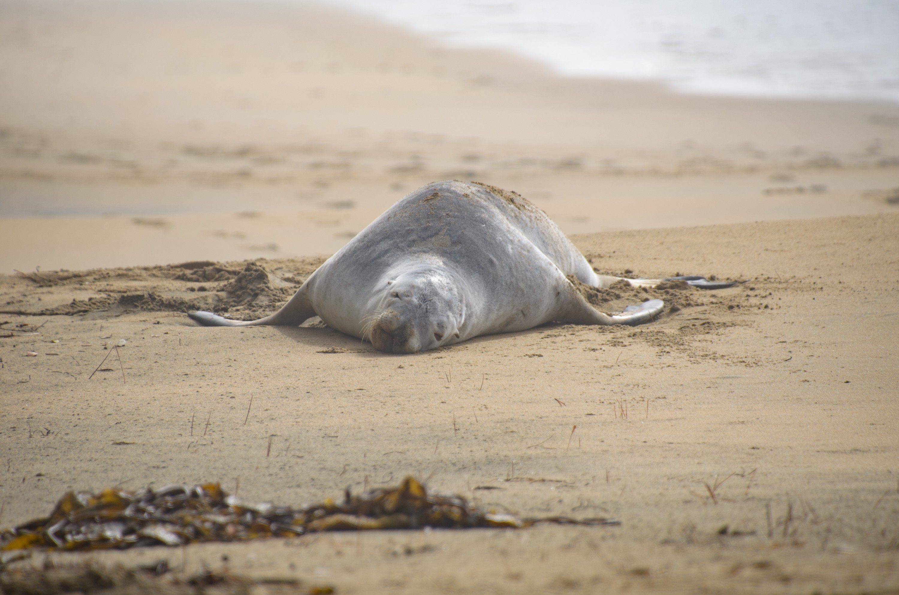 DSC_2479 – Adventure, Crispin, Island, March 2017, National Park, New, New Zealand, Rakiura, South, Stewart, Ulva, Zealand, seal